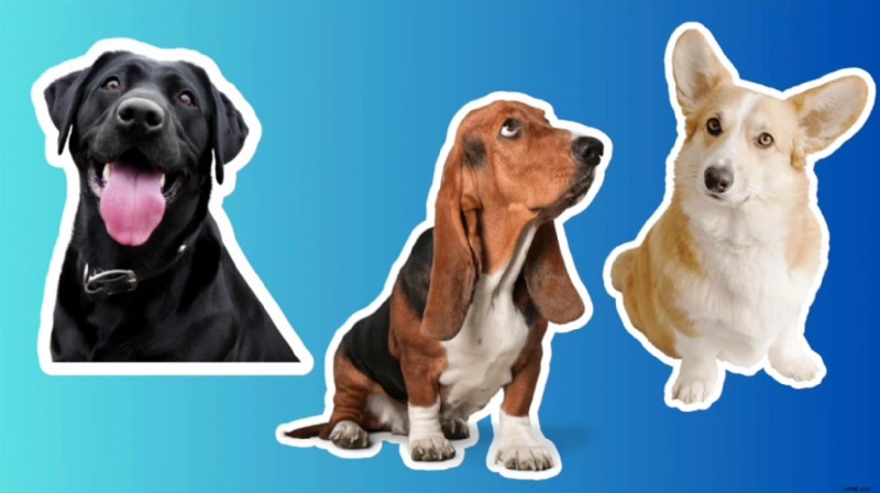 Canva:voeg een witte omtrek toe aan afbeeldingen - eenvoudige stapsgewijze handleiding 