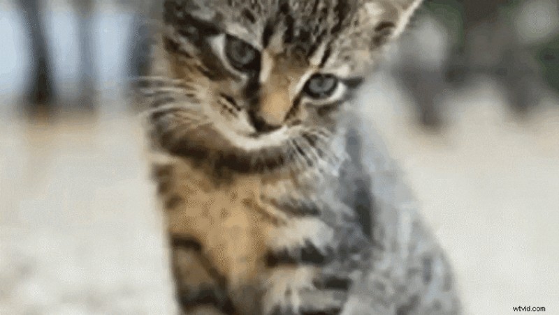 Beste AI-video-editors 2024:toptools voor snellere, professionele resultaten 