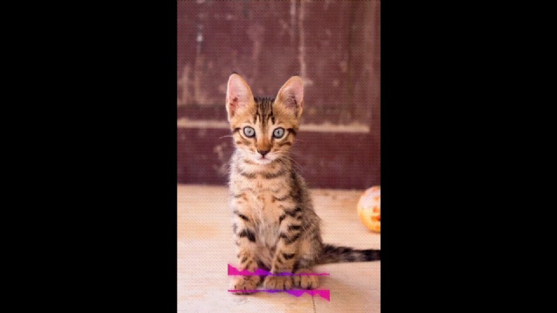 Beste grappige videomaker-apps 2024:maak virale inhoud! 