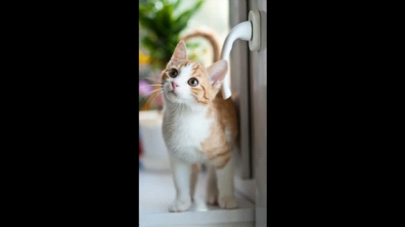 Beste grappige videomaker-apps 2024:maak virale inhoud!