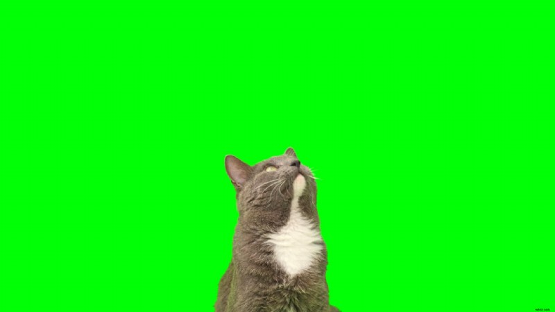 Le migliori app Green Screen per iPhone 2025:opzioni gratuite e a pagamento 