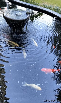 Pika AI Review:moeiteloze videocreatie met AI (2024) 