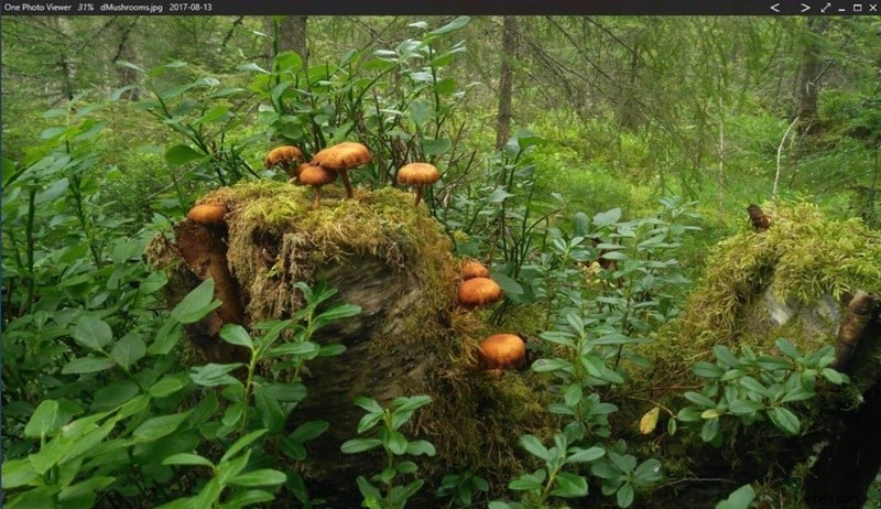 Beste Windows-fotoviewers:10 beste afbeeldingsviewers voor Windows 11 tot 7 