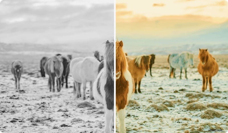 MAGIX Video Pro X 2026 Review:professionele videobewerkingskracht in 2024 