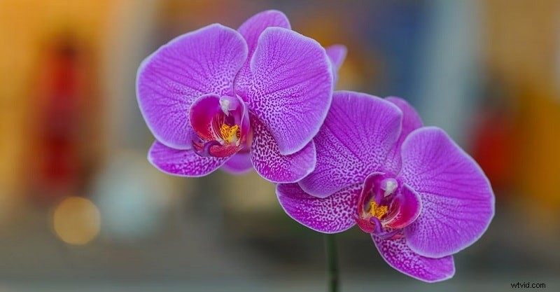 Bez námahy rozmažte fotografie na iPhone:4 jednoduché metody 