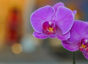 Desenfoque fotos sin esfuerzo en iPhone:4 métodos simples 