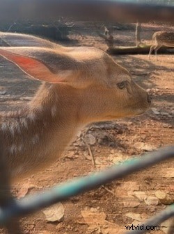 Bez námahy rozmažte fotografie na iPhone:4 jednoduché metody 