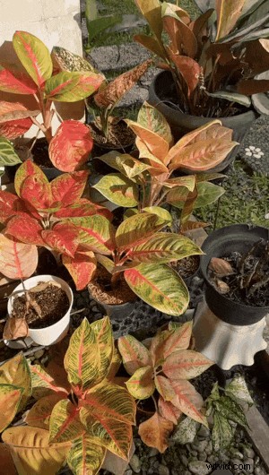 Creëer naadloze videoloops:de complete gids voor 2026 