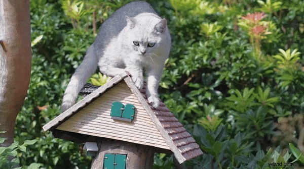 Creëer naadloze videoloops:de complete gids voor 2026 