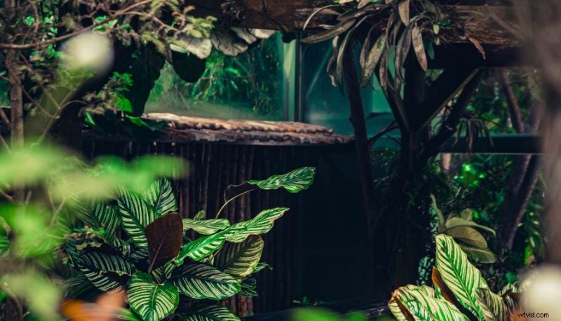 Master LumaFusion LUT s:een uitgebreide gids voor mobiele videobewerking 