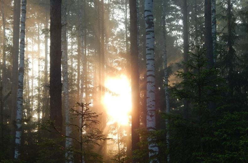 Dark Moody LUT s beheersen:technieken en creatieve toepassingen 