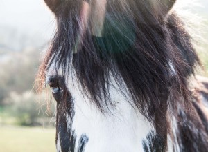 Remove Chromatic Aberration in Lightroom: A Comprehensive Guide