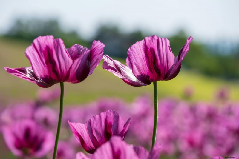 Jak zpomalit časosběrná videa pro iPhone:Průvodce krok za krokem 