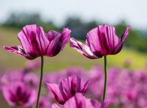 How to Slow Down Your iPhone Time‑Lapse Videos: A Step‑by‑Step Guide