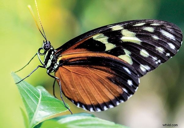 Video:6 základních tipů pro pořizování úžasných makro videí 