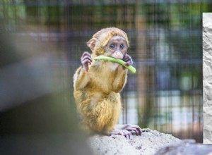 Maîtriser les vidéos Picture-in-Picture (PIP) :un guide complet 