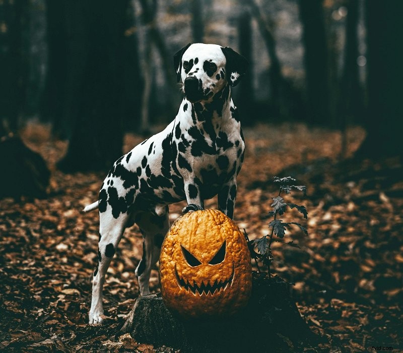 Maak online aangepaste Halloween-GIF s - gratis en eenvoudig