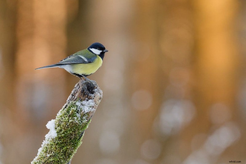 Ultimate Backyard Bird Photography:Utrustning, inställningar och inställningar för fantastiska resultat 