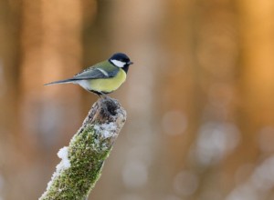 Ultimate Backyard Bird Photography:Utrustning, inställningar och inställningar för fantastiska resultat 