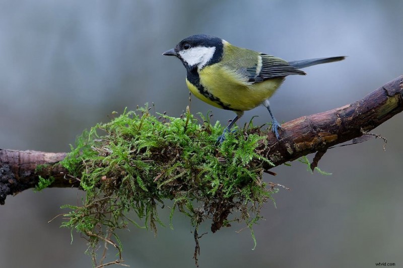 Ultimate Backyard Bird Photography:Utrustning, inställningar och inställningar för fantastiska resultat 