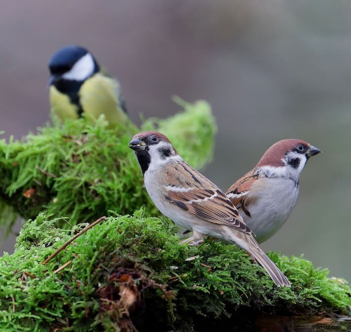 Ultimate Backyard Bird Photography:Utrustning, inställningar och inställningar för fantastiska resultat 