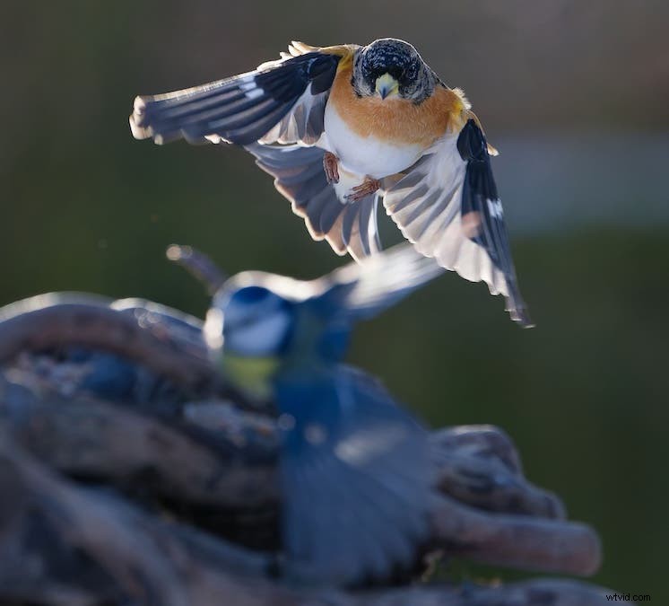 Ultimate Backyard Bird Photography:Utrustning, inställningar och inställningar för fantastiska resultat 