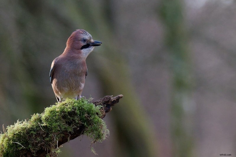 Ultimate Backyard Bird Photography:Utrustning, inställningar och inställningar för fantastiska resultat 