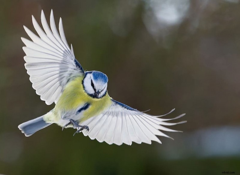 Ultimate Backyard Bird Photography:Utrustning, inställningar och inställningar för fantastiska resultat 