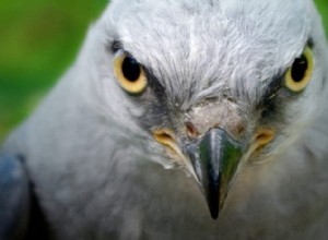 Att bemästra vildmarksfotografering:Experttips för säkra, etiska och fantastiska bilder 